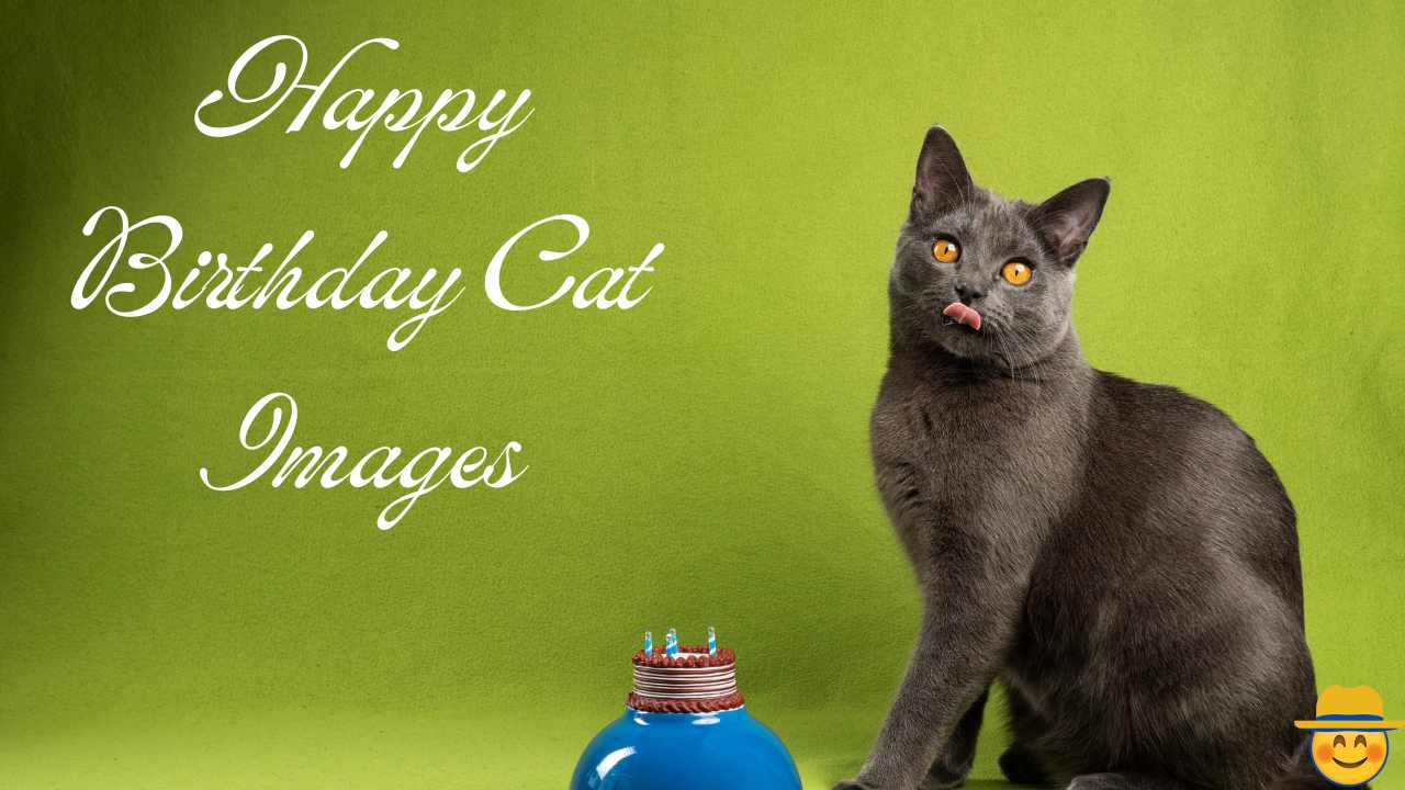 Happy birthday Cat images
