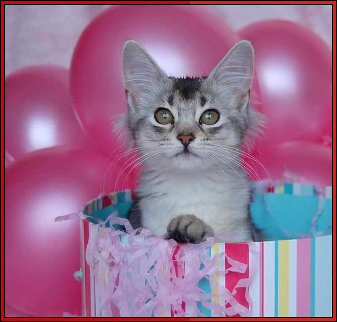 happy birthday cat images free

