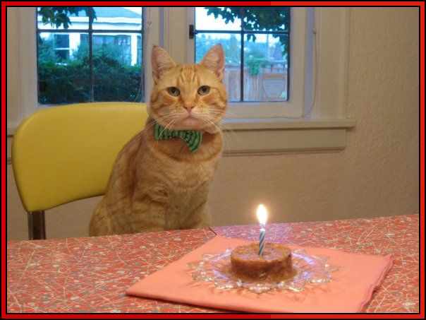 happy birthday cat cute

