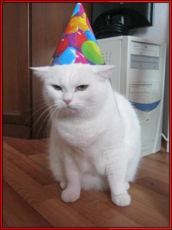sad birthday cat

