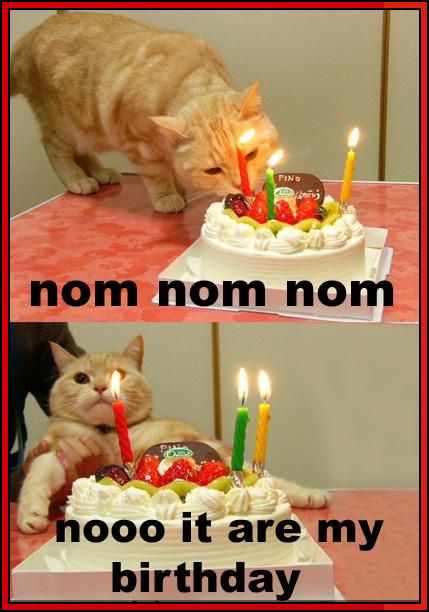 happy birthday cat memes for her

