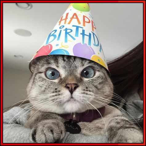funny cat happy birthday cat meme

