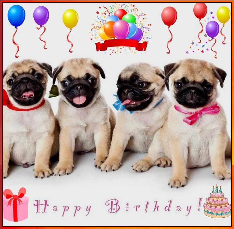 happy birthday dog images free
