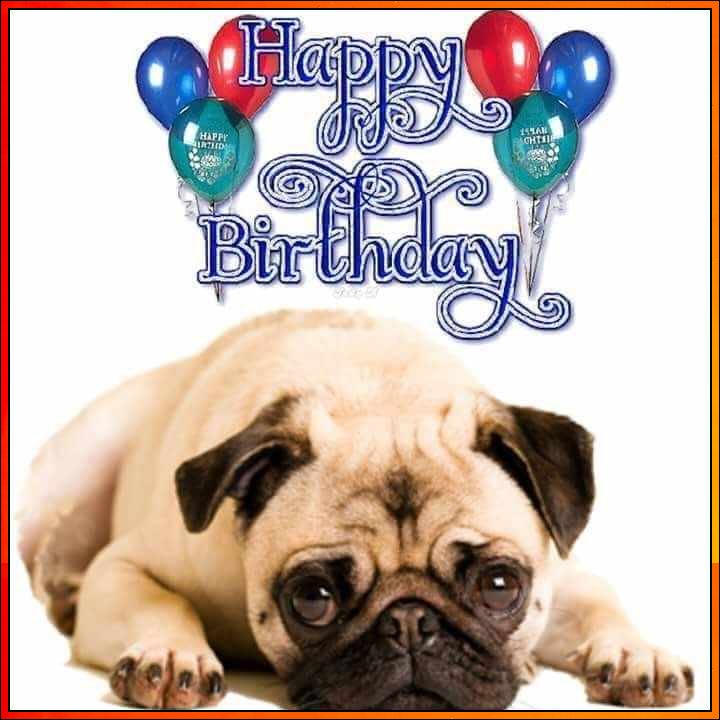 happy birthday image for dog
