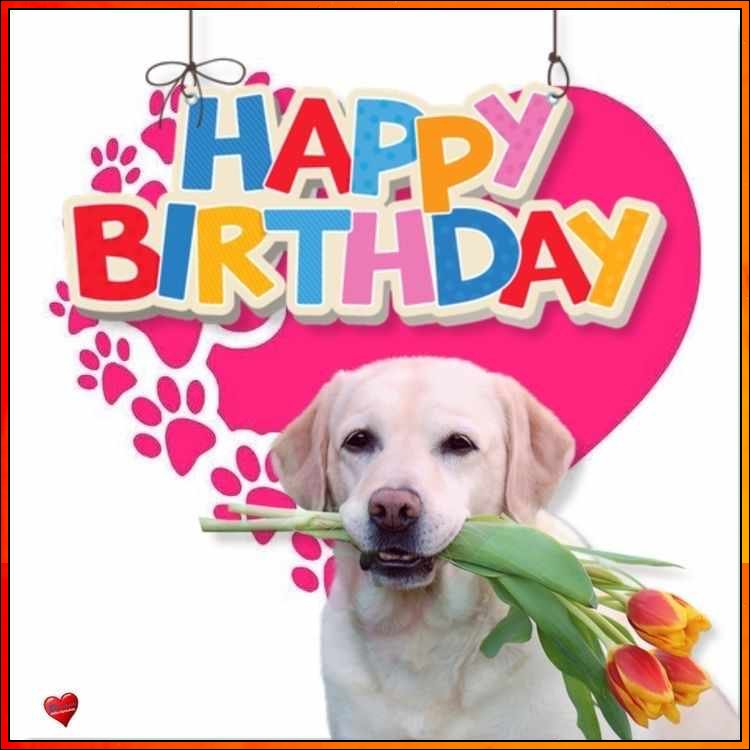 doggy happy birthday images
