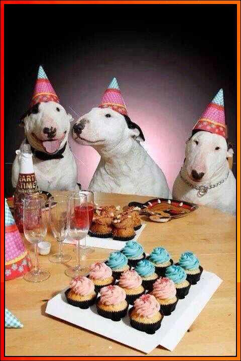 dog happy birthday image
