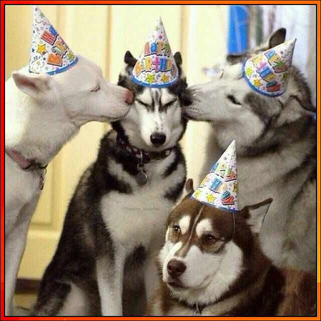birthday images for dogs
