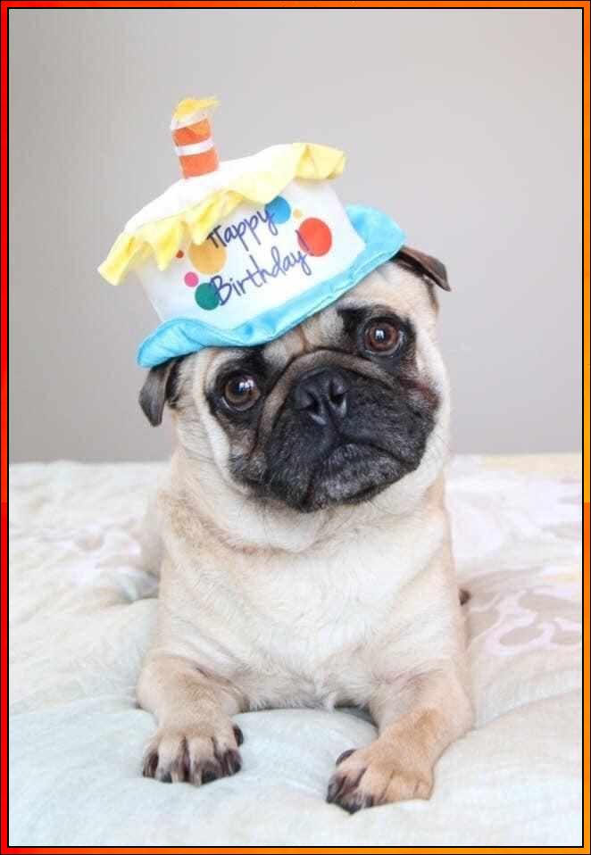 doggie birthday images
