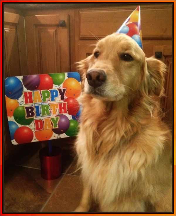 cute happy birthday dog
