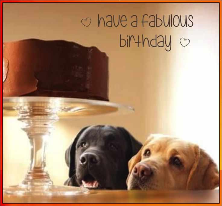 dog happy birthday images

