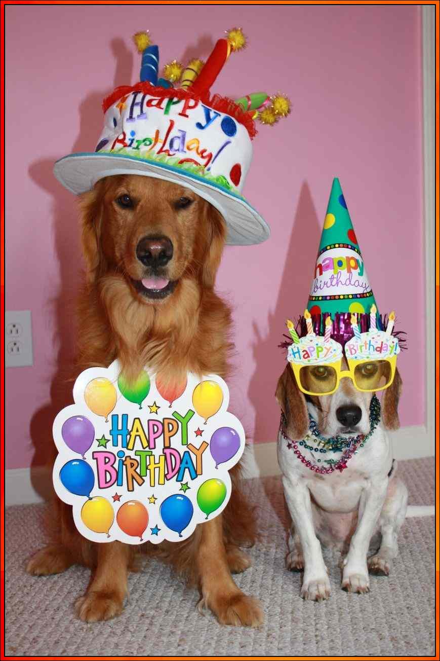 happy birthday from the dog images
